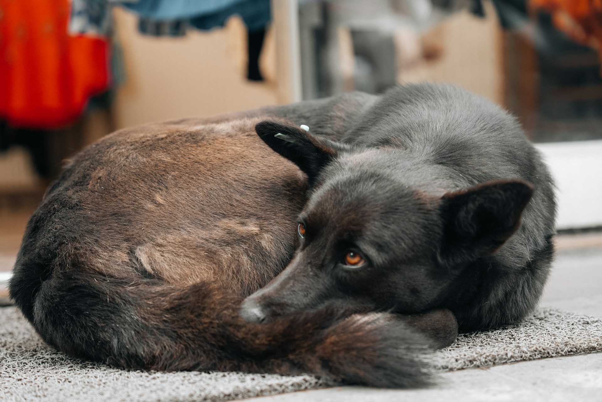 Qual a importância de adotar animais de rua?